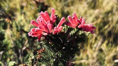 Erica verticillata