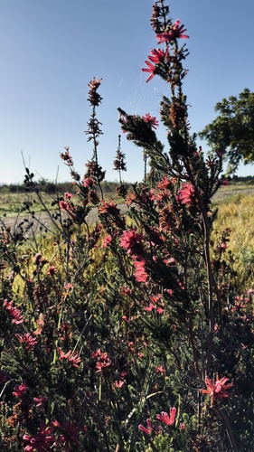 Erica verticillata, photograph 1