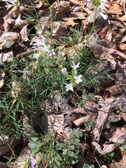 Cardamine dissecta