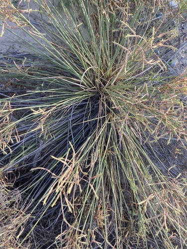 Cyperus conglomeratus observed 2026-04-27