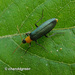 Idgia flavicollis - Photo (c) Young Chan, μερικά δικαιώματα διατηρούνται (CC BY-NC), uploaded by Young Chan