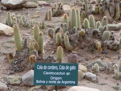 Cleistocactus