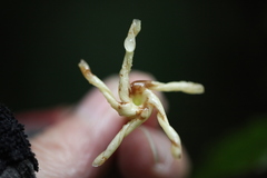 Anodendron benthamianum