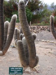 Oreocereus