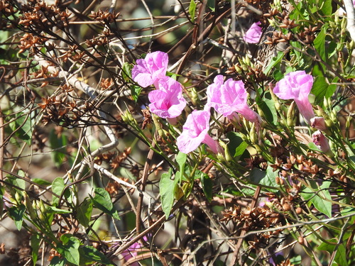 Image of Ipomoea splendor by (c) Juan Cruzado Cortés, some rights reserved (CC BY-SA)