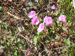 Ipomoea splendor-sylvae
