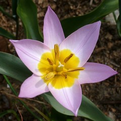 Tulipa saxatilis
