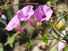 Ipomoea splendor-sylvae