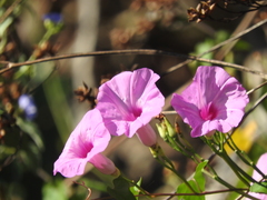 Ipomoea splendor-sylvae