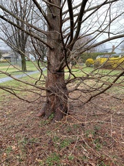 Metasequoia glyptostroboides
