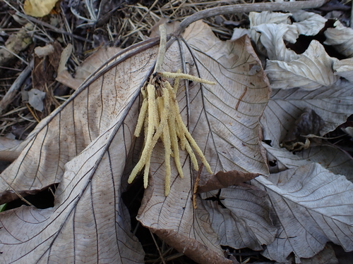 Cecropia polystachya