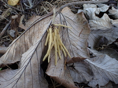 Cecropia polystachya