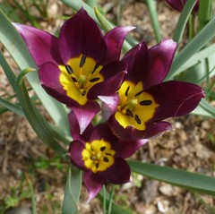 Tulipa humilis