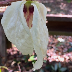 Asimina reticulata