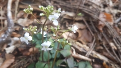 Cardamine trifolia