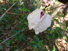 Asimina reticulata