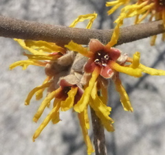 Hamamelis × intermedia