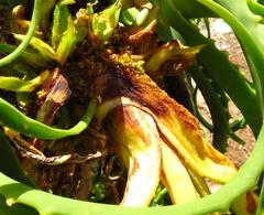 Aceria aloinis