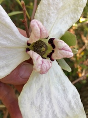 Asimina reticulata