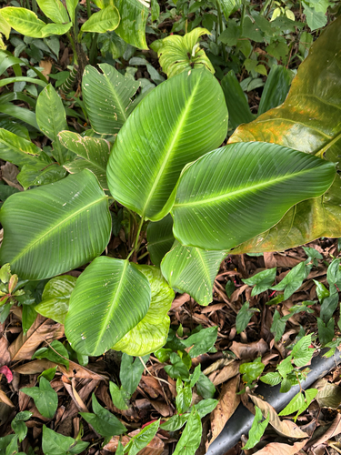 Calathea crotalifera, 2026-04-28
