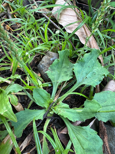 Plantago asiatica observed 2026-04-28