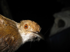 Pellorneum rostratum