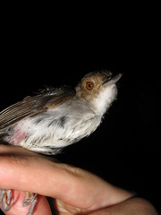 Pellorneum rostratum