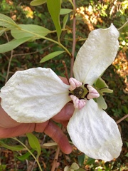 Asimina reticulata