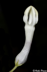Ceropegia rollae