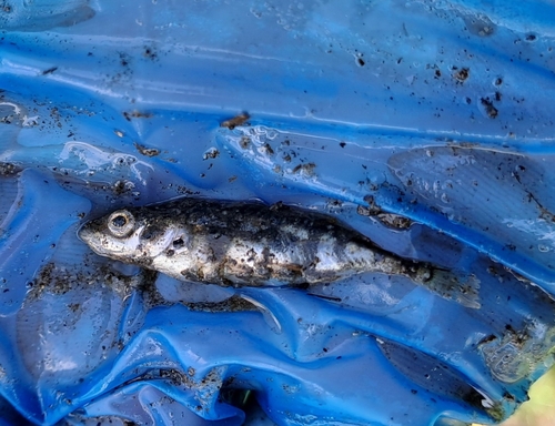 Gasterosteus aculeatus