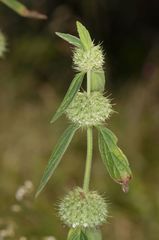 Leucas martinicensis