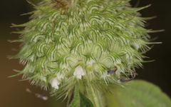 Leucas martinicensis