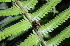 Cryptoderma formosense