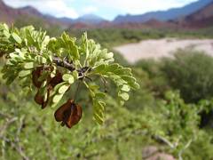 Bulnesia schickendantzii