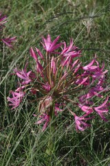 Brunsvigia gregaria