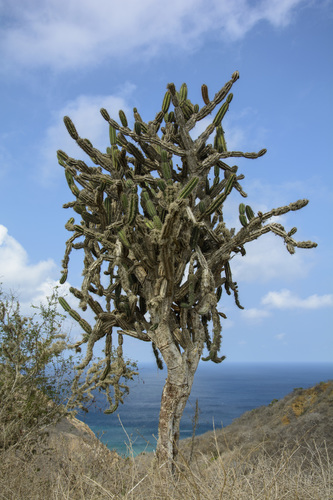 Armatocereus cartwrightianus