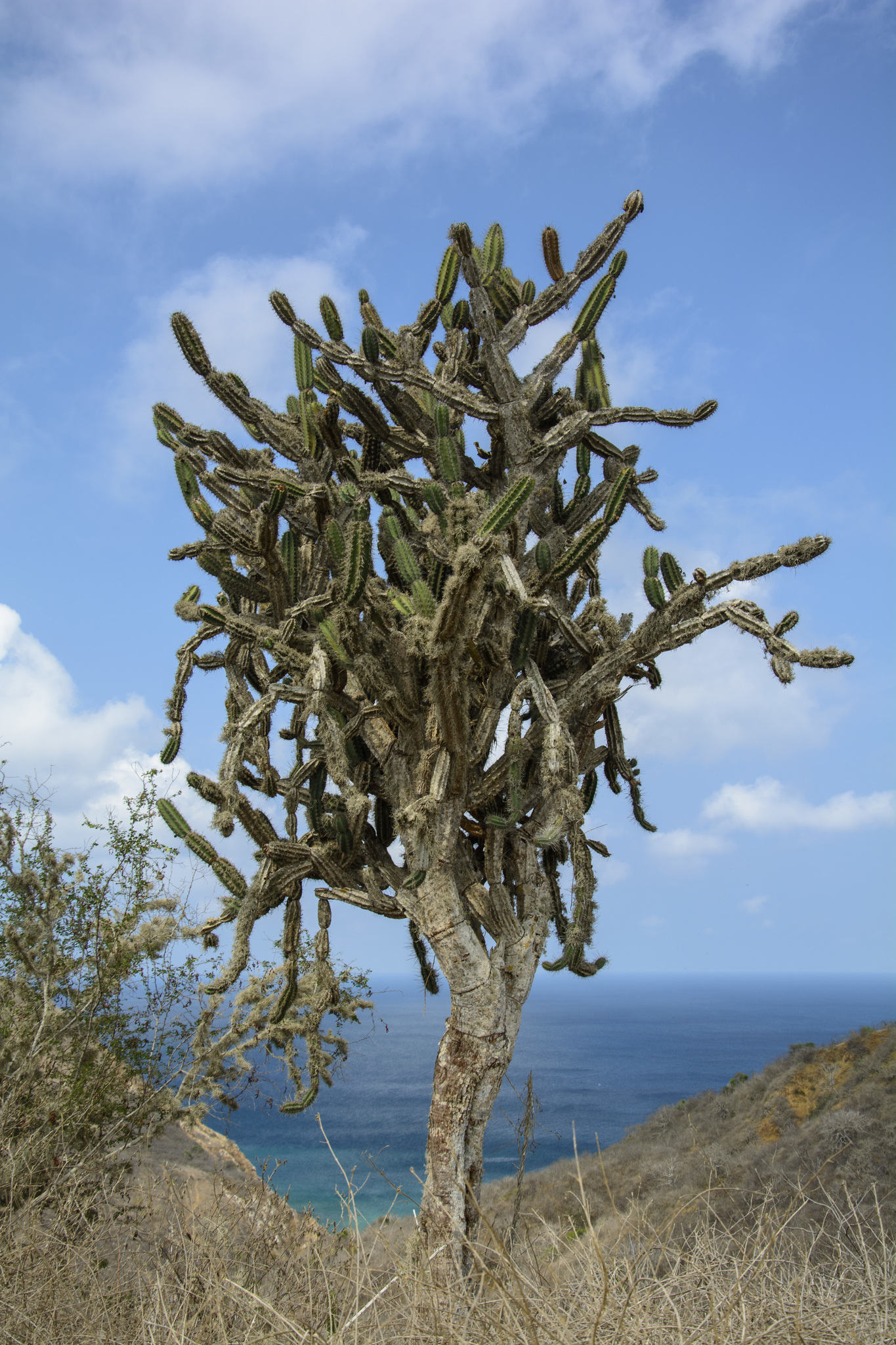 Armatocereus cartwrightianus