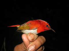 Aethopyga temminckii