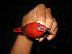 Aethopyga temminckii