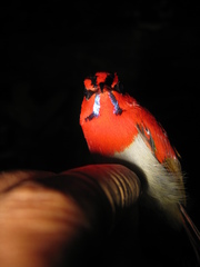 Aethopyga temminckii