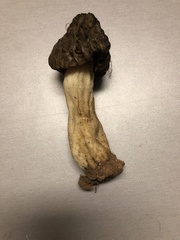 Morchella populiphila
