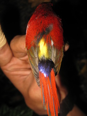 Aethopyga temminckii