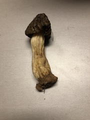 Morchella populiphila