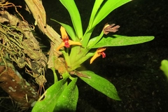 Maxillaria elatior