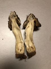 Morchella populiphila