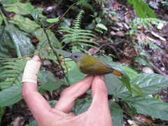 Aethopyga temminckii