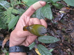 Aethopyga temminckii