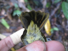 Aethopyga temminckii