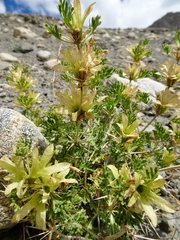 Lagochilus seravschanicus