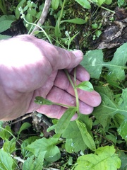 Myosotis macrosperma